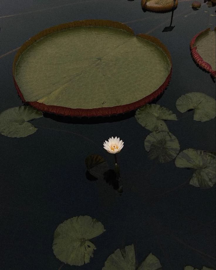 Sacred Heart Sonora | Bufo Alvarius Tulum