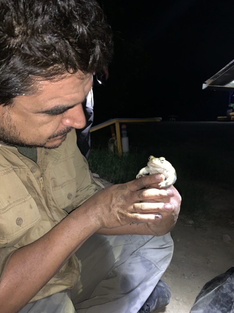 Sacred Heart Sonora | Bufo Alvarius Tulum