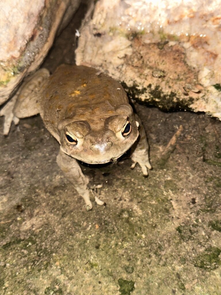 Sacred Heart Sonora | Bufo Alvarius Tulum